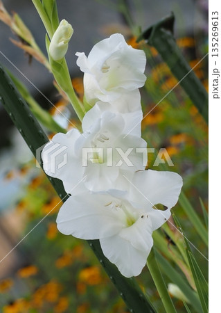 白い花 白い花 135269613