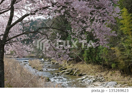 桜 桜 135269623