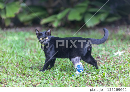 Black cat wear medical bandage on rear leg is walking in backyard. 135269662
