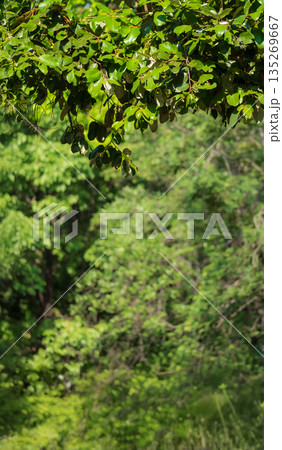 Green tropical forest for vertical background 135269667