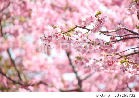 春の訪れを告げる河津桜 春の訪れを告げる河津桜 135269732