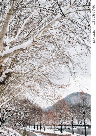 Winter Scenery of Gwanbangjerim Forest and River in Damyang, Korea 135269746