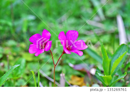赤いベニカタバミの花(春、四月) 赤いベニカタバミの花(春、四月) 135269761