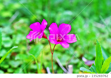 赤いベニカタバミの花（春、四月） 135269762