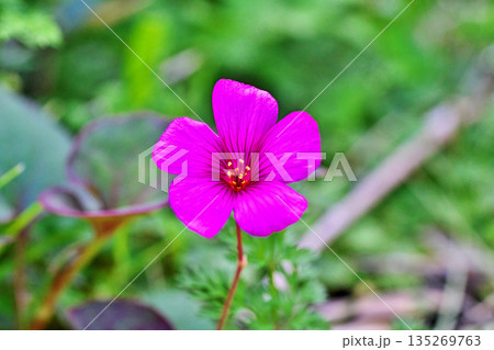赤いベニカタバミの花(春、四月) 赤いベニカタバミの花(春、四月) 135269763