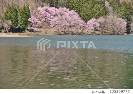 木崎湖の満開の桜と水面への映り込む景色 木崎湖の満開の桜と水面への映り込む景色 135269777