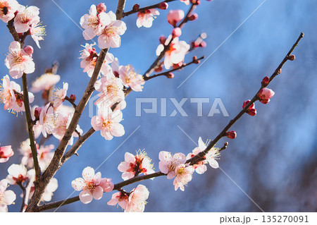 青空に映える白梅 135270091