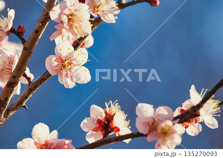 白い梅の花 白い梅の花 135270093