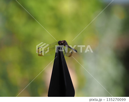 羽を休めるトンボ 135270099