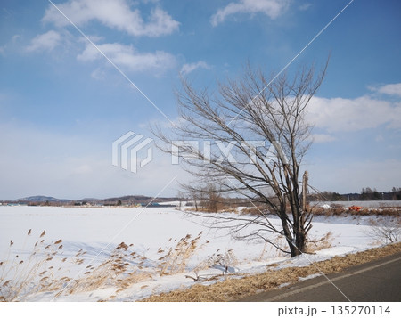 雪原と樹木と青空 135270114
