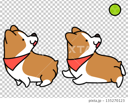 ボールを見上げる2匹のコーギーのイラスト ボールを見上げる2匹のコーギーのイラスト 135270123