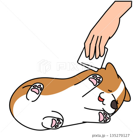 仰向けでブラッシングされるコーギーのイラスト(ペットのお手入れ) 仰向けでブラッシングされるコーギーのイラスト(ペットのお手入れ) 135270127