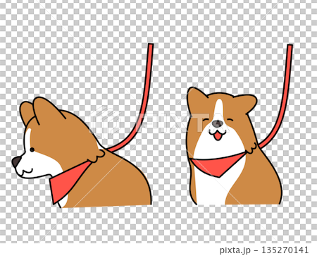 圖：一隻柯基犬正高興地等待著被牽著開始散步。 135270141