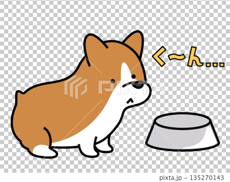 圖：一隻柯基犬對著空盤子吠叫，似乎在討要食物。 135270143