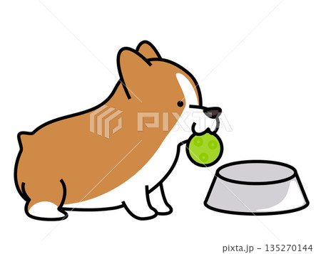 食後にボールをくわえて遊びに誘う元気なコーギーのイラスト 135270144