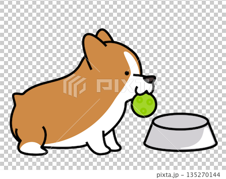 食後にボールをくわえて遊びに誘う元気なコーギーのイラスト 135270144