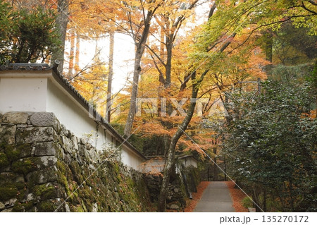 来迎院参道の三千院前の紅葉 来迎院参道の三千院前の紅葉 135270172