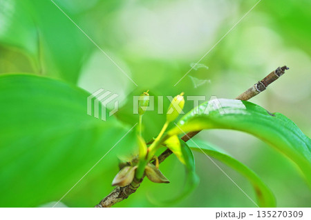 小さな緑色のサンシュユの実（春、四月） 135270309