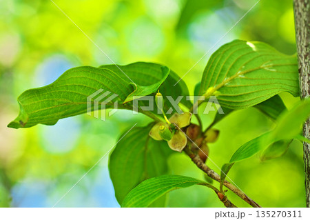 小さな緑色のサンシュユの実（春、四月） 135270311