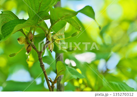 小さな緑色のサンシュユの実(春、四月) 小さな緑色のサンシュユの実(春、四月) 135270312