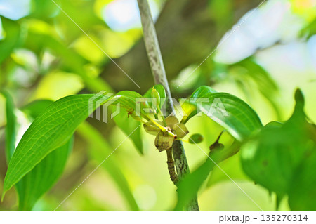 小さな緑色のサンシュユの実（春、四月） 135270314