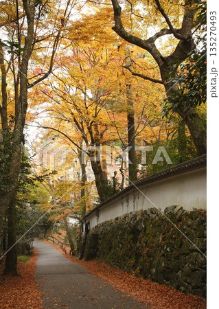 来迎院参道の三千院前の紅葉 来迎院参道の三千院前の紅葉 135270493