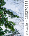 冬の木 135270553