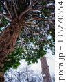冬の木々 135270554