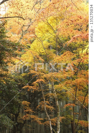 京都大原来迎院前の紅葉 135270834