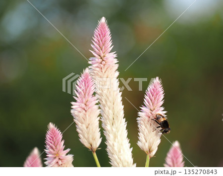 ピンクのノゲイトウの花 135270843
