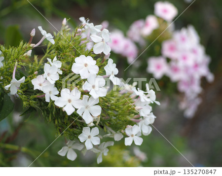 白とピンクのフロックスの花 135270847
