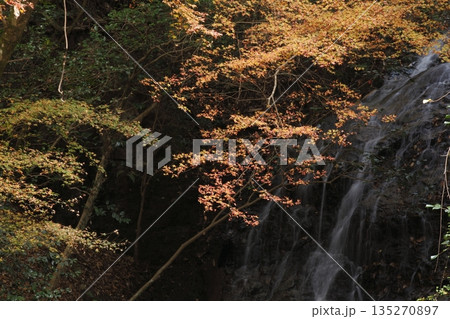 音無しの滝の紅葉 音無しの滝の紅葉 135270897