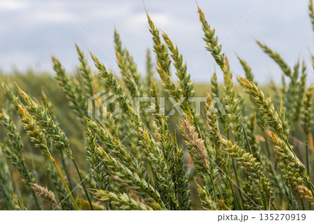Golden wheat sways gently in the breeze under a cloudy sky during the late afternoon in a tranquil field 135270919