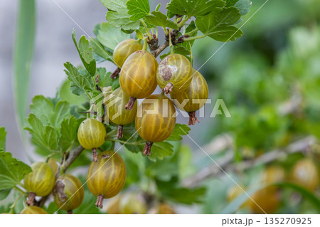 Vibrant Ribes uva-crispa shrub with ripe gooseberries ready for harvesting in a lush garden setting during late summer Vibrant Ribes uva-crispa shrub with ripe gooseberries ready for harvesting in a lush garden setting during late summer 135270925