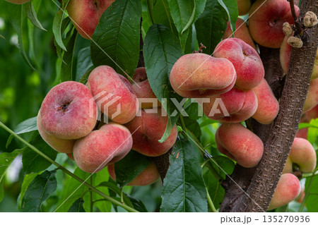 Fresh Saturn peaches hanging on a tree branch in a vibrant orchard during late summer harvest season 135270936