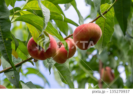 Ripening Saturn peaches hanging from a branch surrounded by lush green leaves in an orchard during the warm summer months Ripening Saturn peaches hanging from a branch surrounded by lush green leaves in an orchard during the warm summer months 135270937