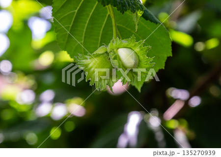 Close-up view of hazelnut cluster on a branch during warm summer afternoon in an orchard surrounded by vibrant green foliage Close-up view of hazelnut cluster on a branch during warm summer afternoon in an orchard surrounded by vibrant green foliage 135270939