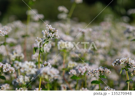Buckwheat flowers bloom brightly in a lush field during late spring creating a picturesque landscape filled with delicate white blossoms 135270948