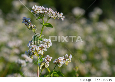 Buckwheat blooms in a lush field showcasing delicate white flowers under soft sunlight in a serene landscape during late spring 135270949