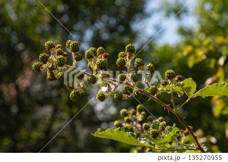European dewberry branch bearing small unripe fruit in a bright woodland setting during the summer season European dewberry branch bearing small unripe fruit in a bright woodland setting during the summer season 135270955