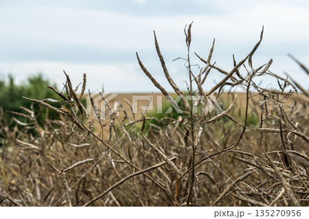 Expansive field of ripe rapeseed plants nearing harvest under an overcast sky with distant farmland in background 135270956