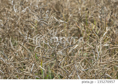Beautiful close-up of dried rapeseed plants in a rural landscape during late summer or early autumn with intricate textures and patterns Beautiful close-up of dried rapeseed plants in a rural landscape during late summer or early autumn with intricate textures and patterns 135270957