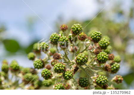 European dewberry plant featuring small unripe fruits in a natural setting during late spring with clear blue skies and lush greenery 135270962