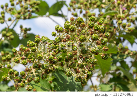 Clusters of young European dewberry fruits developing on a bramble bush in a sunny field during late spring 135270963