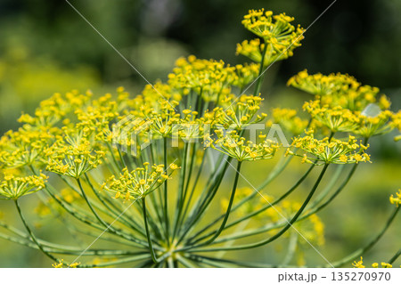 Bright yellow dill flowers bloom in a lush garden showcasing the aromatic plant known for its culinary uses and health benefits throughout the summer Bright yellow dill flowers bloom in a lush garden showcasing the aromatic plant known for its culinary uses and health benefits throughout the summer 135270970