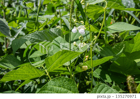 Green bean plants in full bloom showcasing delicate white flowers surrounded by lush green foliage during the summer season 135270971