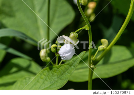 Common bean plant with delicate white flowers thriving in a garden setting during summer 135270972