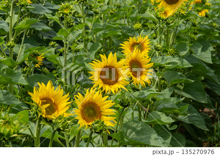Bright yellow sunflowers bloom in a vibrant field during a sunny summer afternoon in an agricultural landscape 135270976