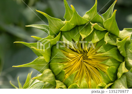 Common sunflower bud in detail showcasing vibrant green leaves and golden yellow inner petals in a sunflower field under bright sunlight Common sunflower bud in detail showcasing vibrant green leaves and golden yellow inner petals in a sunflower field under bright sunlight 135270977