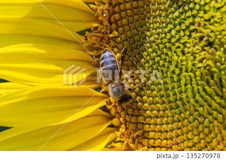 Common sunflower blooms attract pollinators showcasing a bee collecting nectar on a bright summer day in a vibrant field Common sunflower blooms attract pollinators showcasing a bee collecting nectar on a bright summer day in a vibrant field 135270978